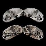 sagittaal snede kattenschedel 2-2013